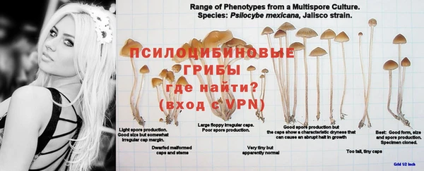 прущие грибы Алзамай